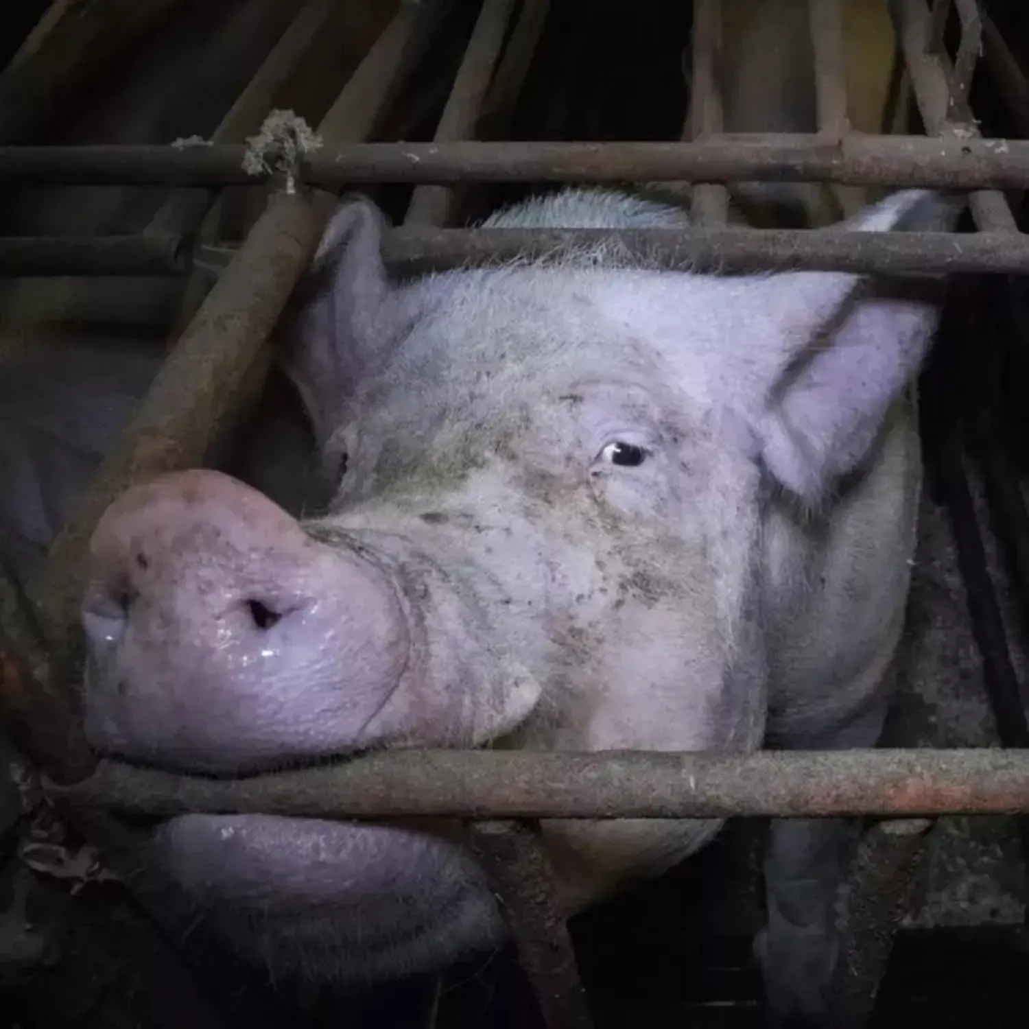 Schwein im Kastenstand