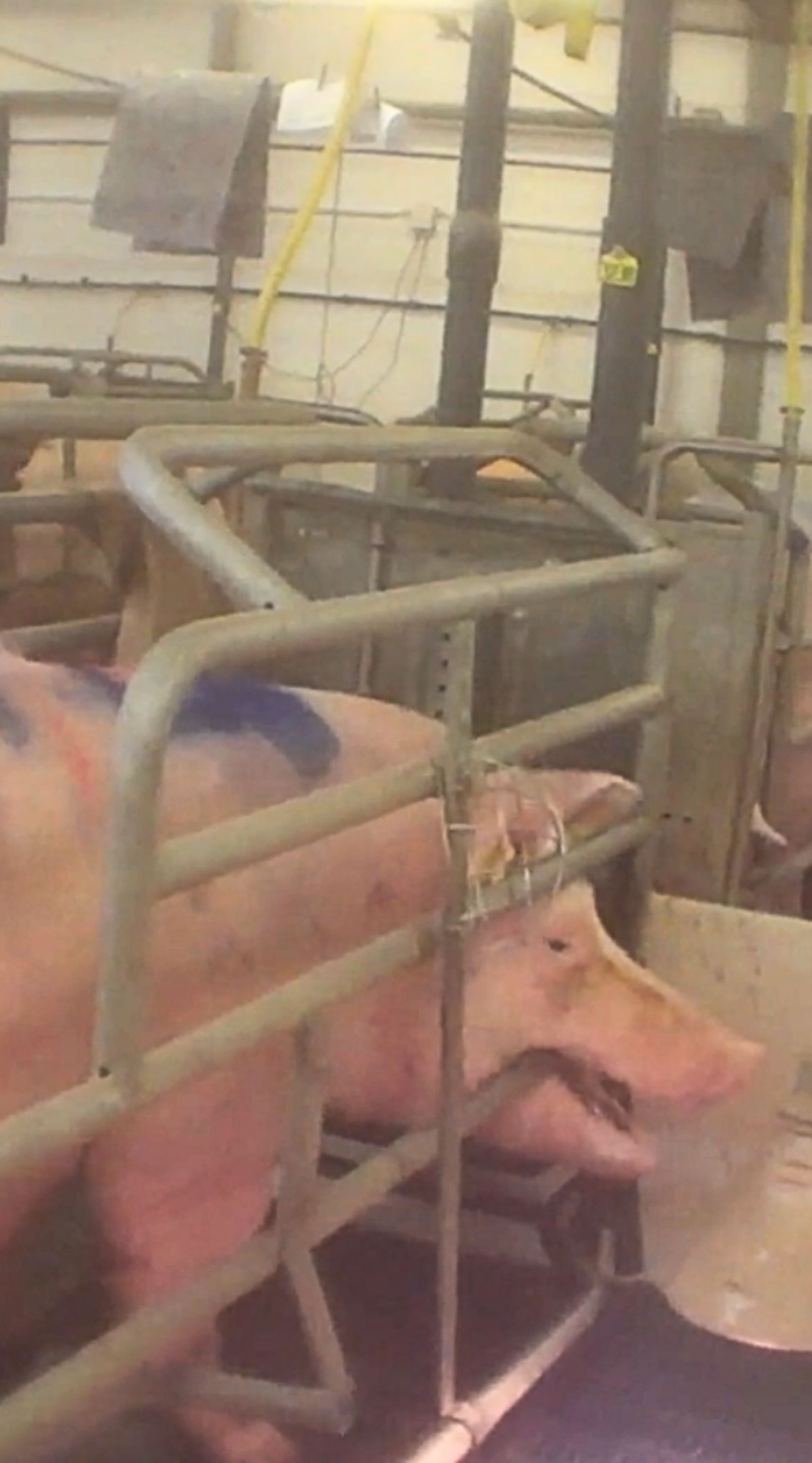 Mutterschwein im Kastenstand