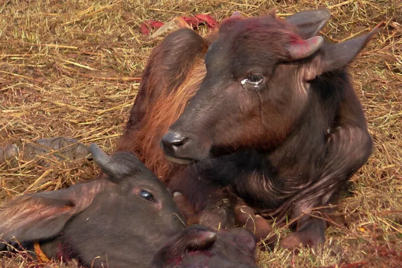 Gadhimai
