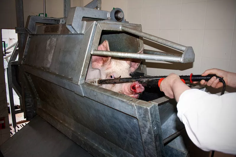 Ein Schwein im Schlachthaus kurz vor der elektrischen Betäubung