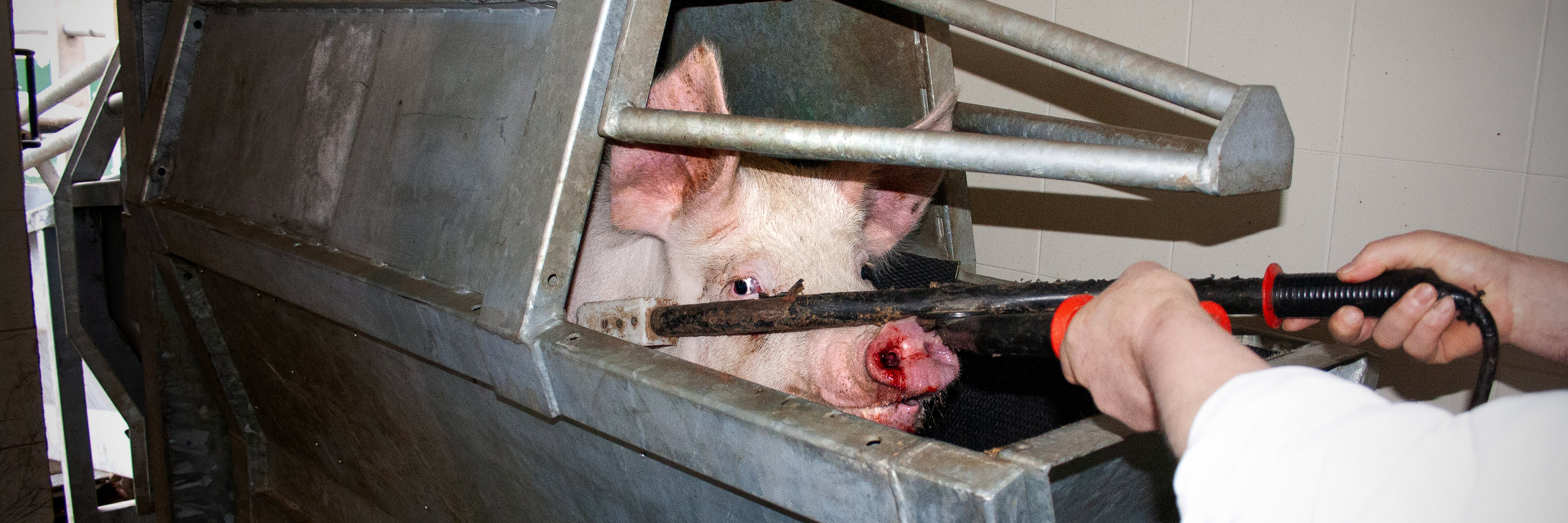Ein Schwein im Schlachthaus kurz vor der elektrischen Betäubung