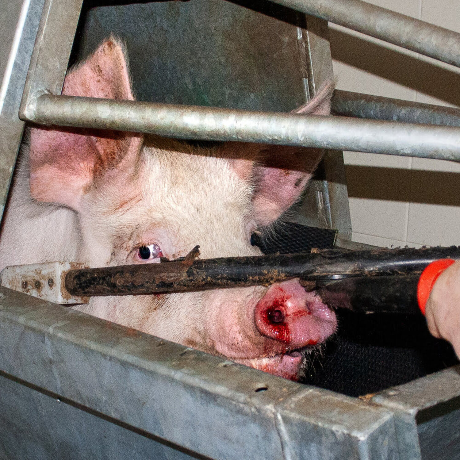 Ein Schwein im Schlachthaus kurz vor der elektrischen Betäubung