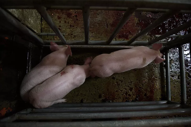 Schweine im Schlachthaus