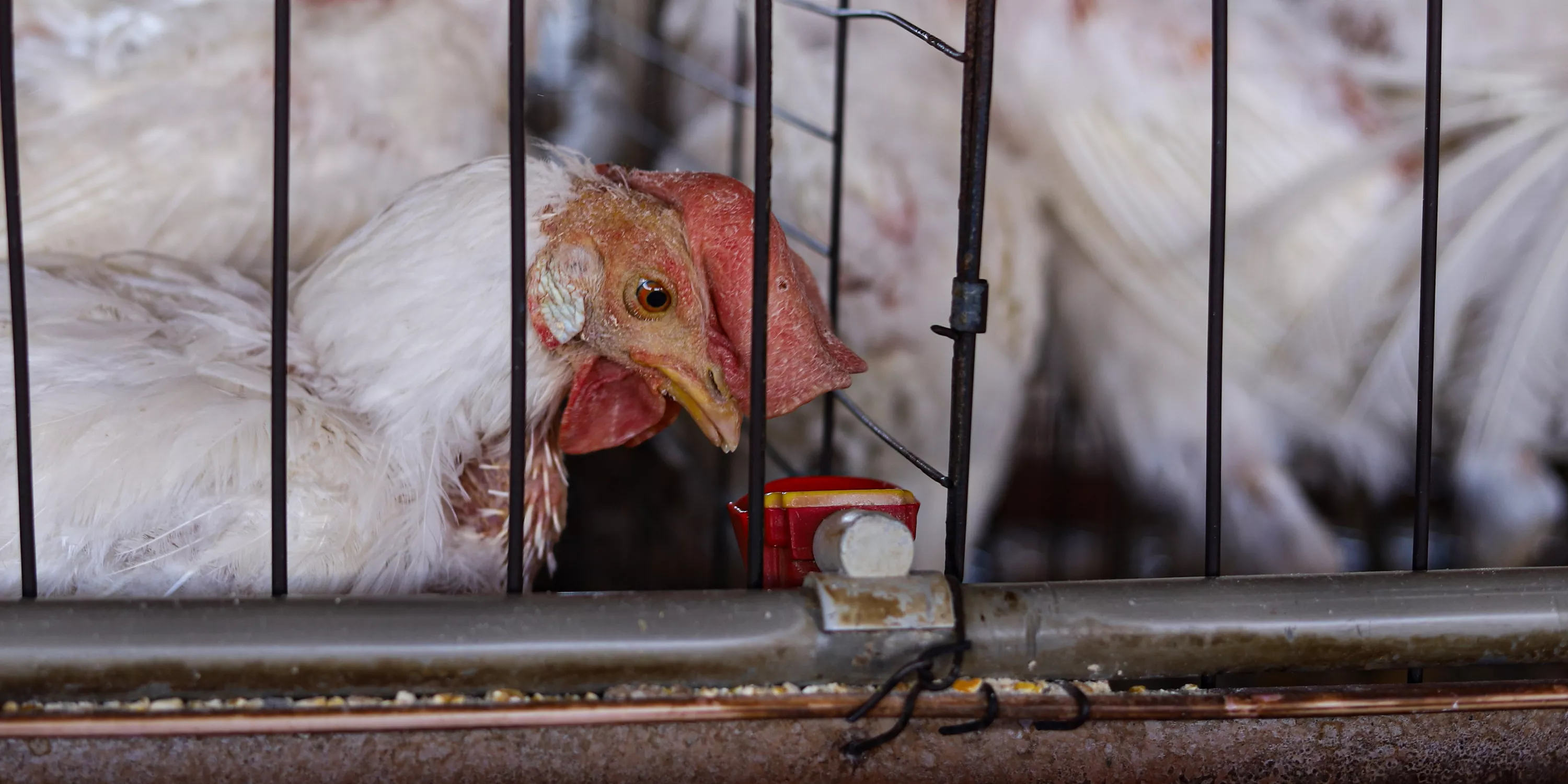 Huhn im Käfig