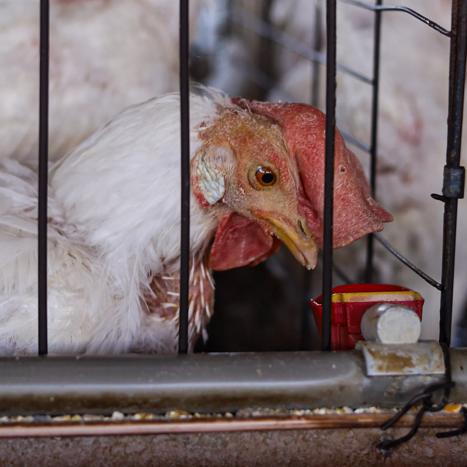 Huhn im Käfig