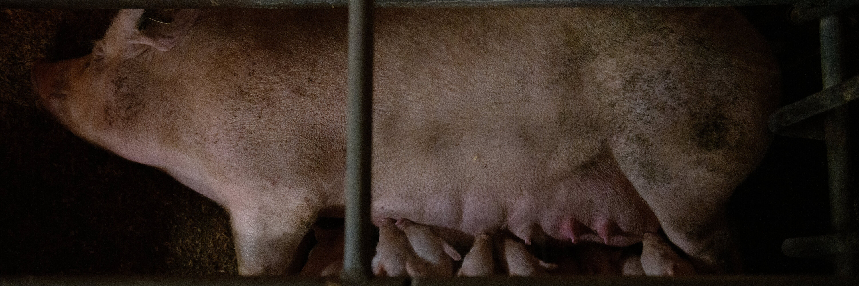 Schwein in sogenannter Abferkelbox