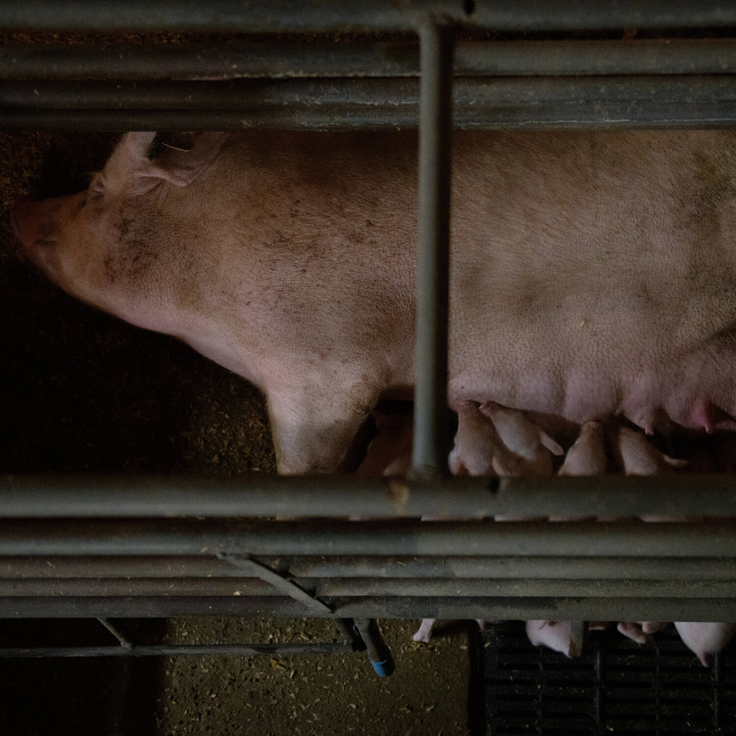 Schwein in sogenannter Abferkelbox