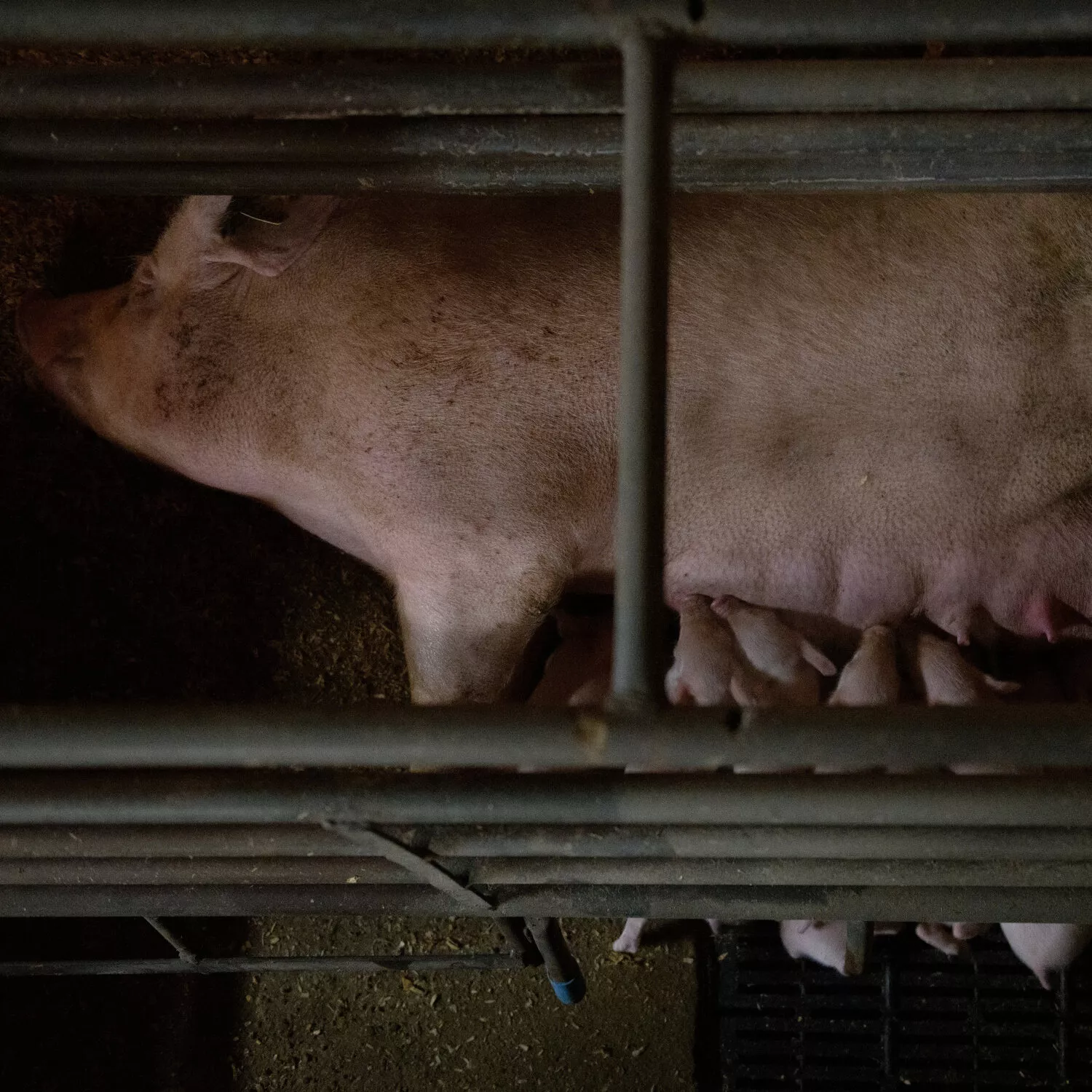Expert*innen analysieren unsere Undercover-Aufnahmen: So sehr leiden Mutterschweine in Käfigen