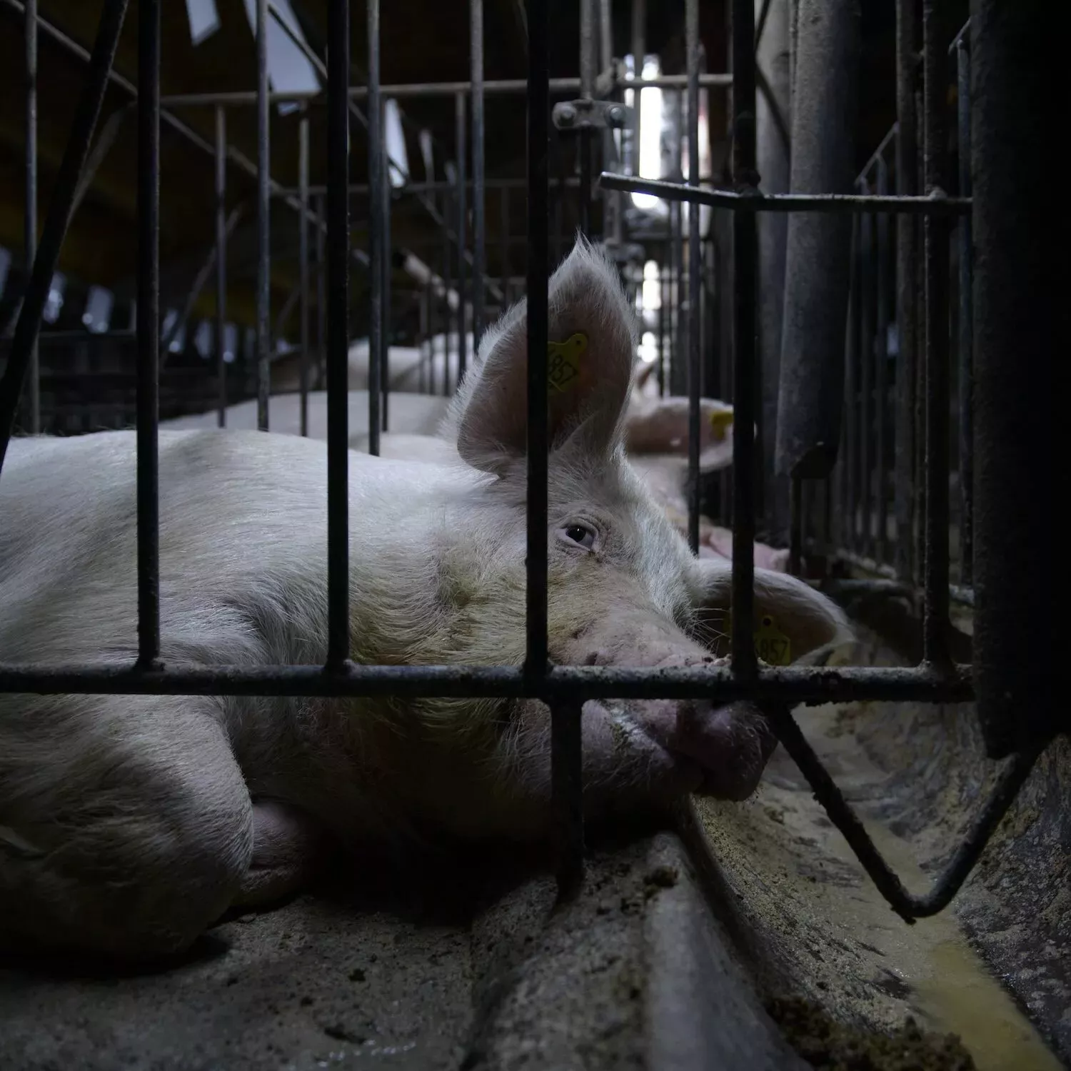 Schwein in einem Kastenstand