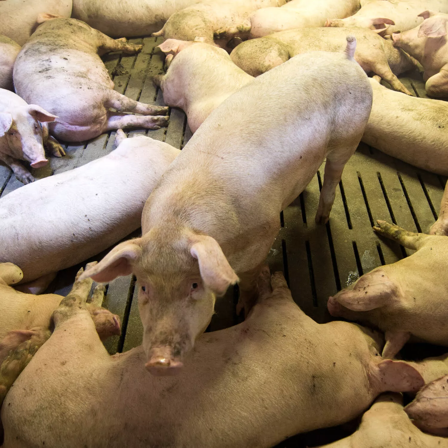 Schweine