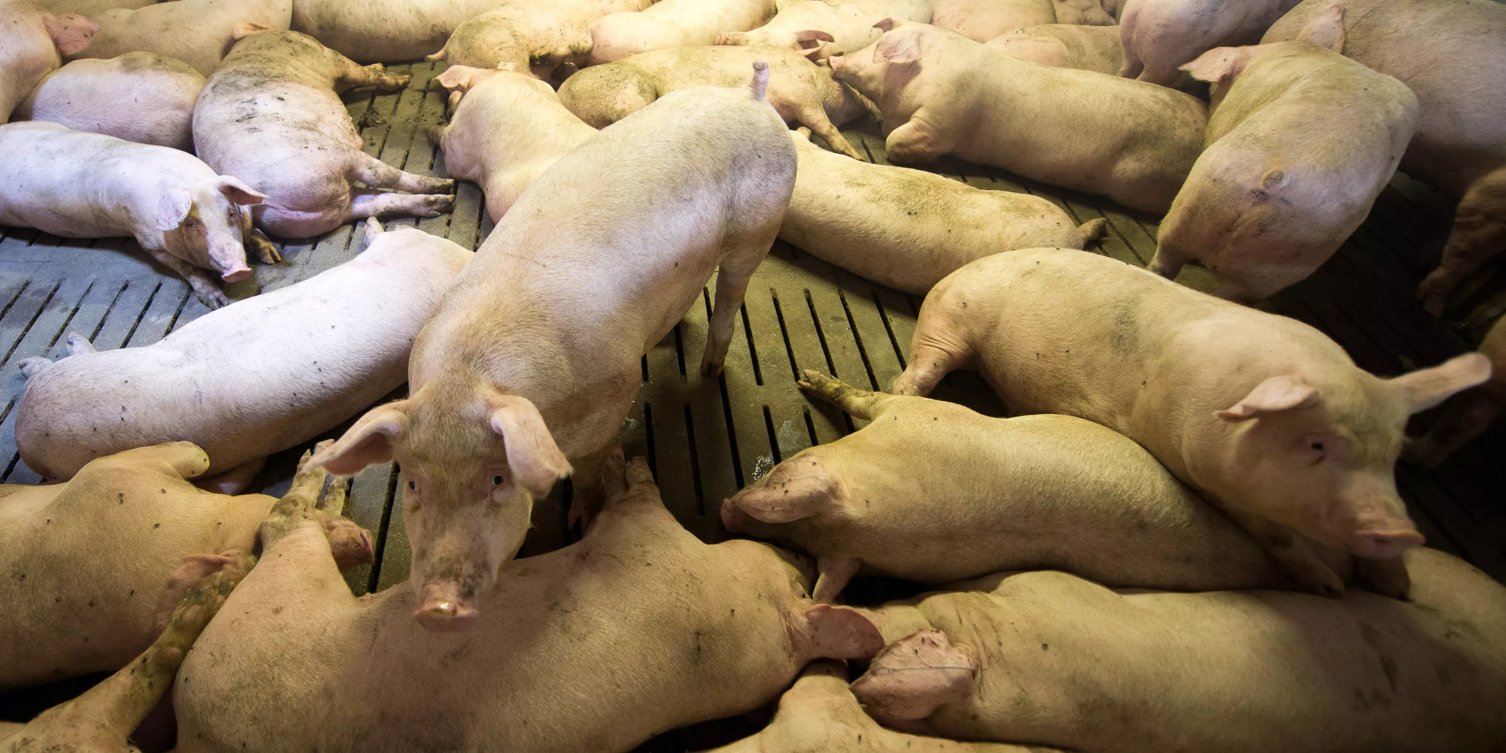 Schweine 