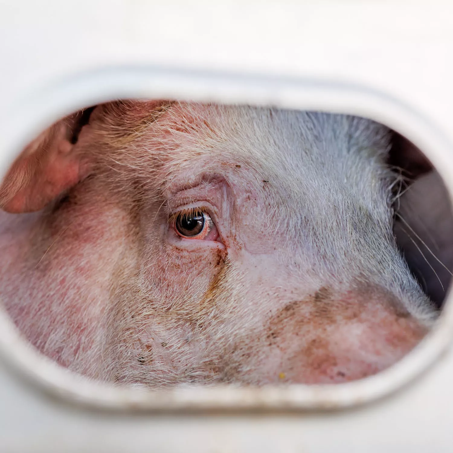 Schwein in Transporter