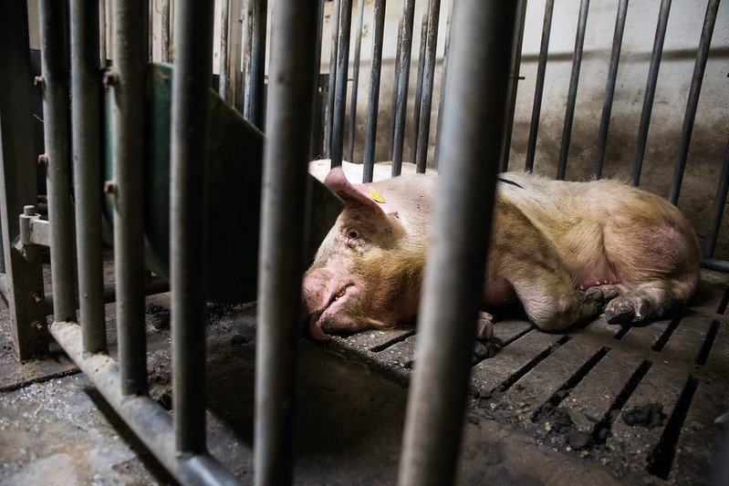 Schwein in Mastanlage