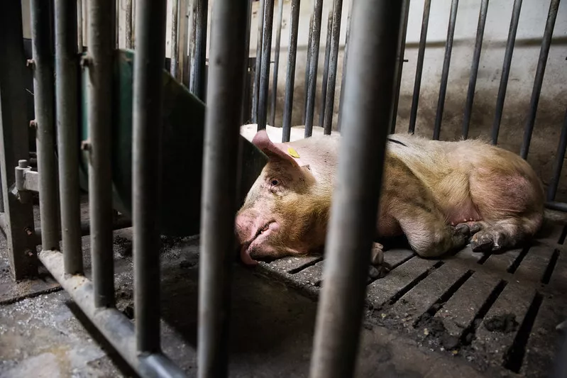 Schwein in Mastanlage