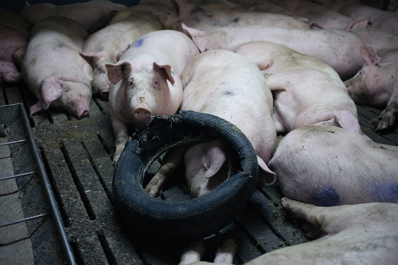 Schweine in Mastindustrie