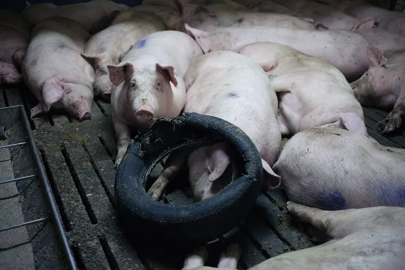 Schweine in Mastindustrie