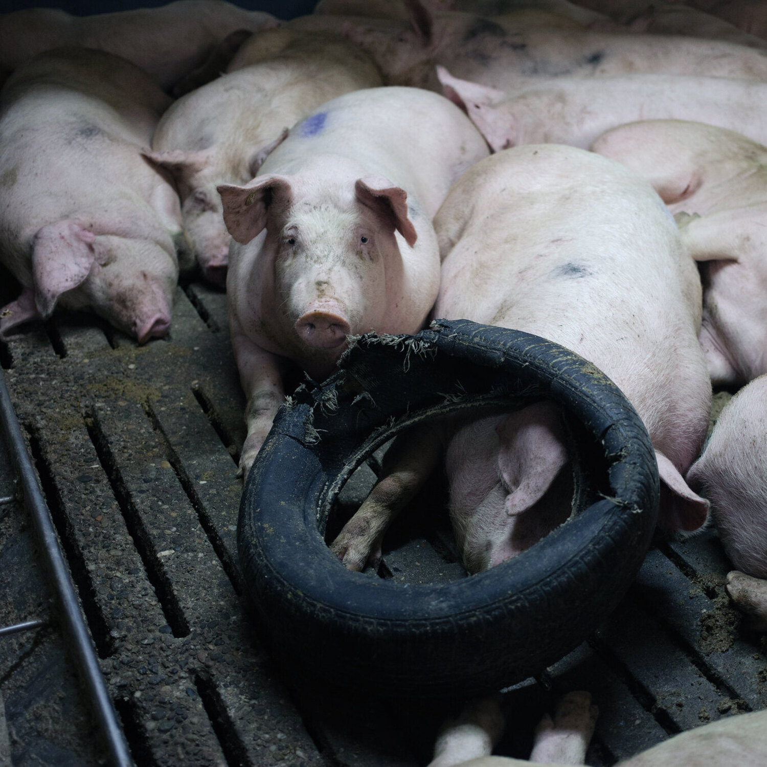 Schweine in Mastindustrie