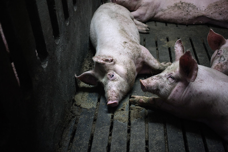 Schwein auf Spaltenboden