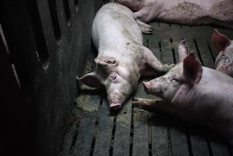Schwein auf Spaltenboden