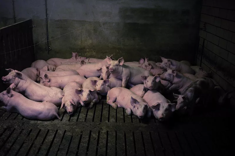 Schweine in Schweine-Mastbetrieb