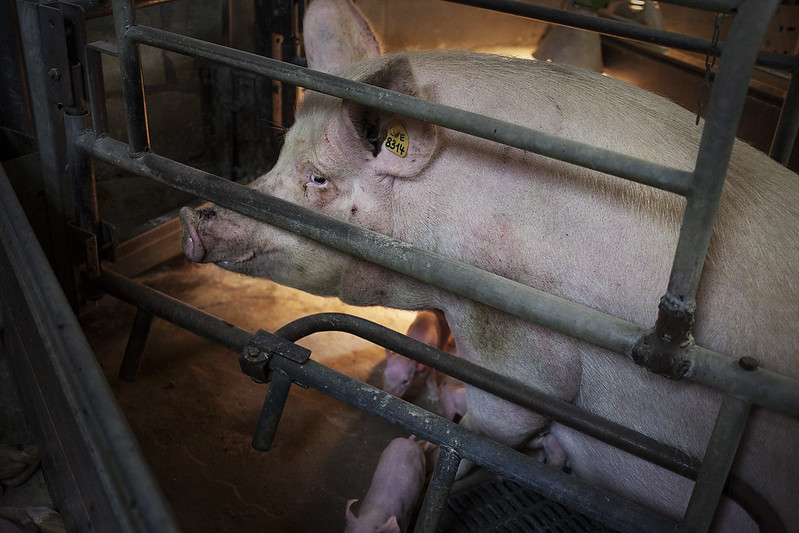 Schwein im Kastenstand