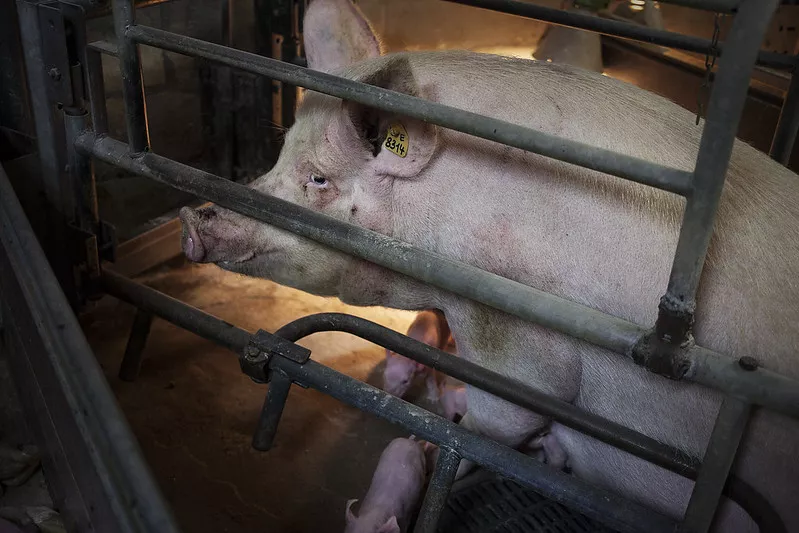 Schwein im Kastenstand