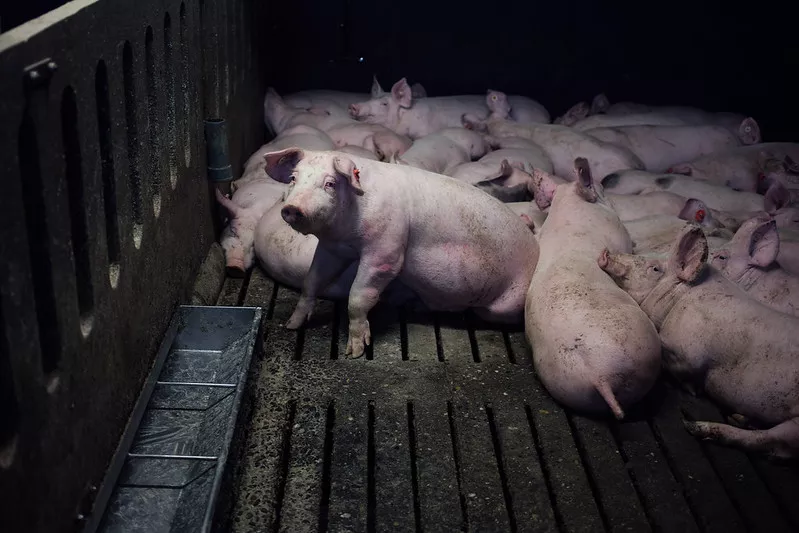 Schweine in Mastindustrie