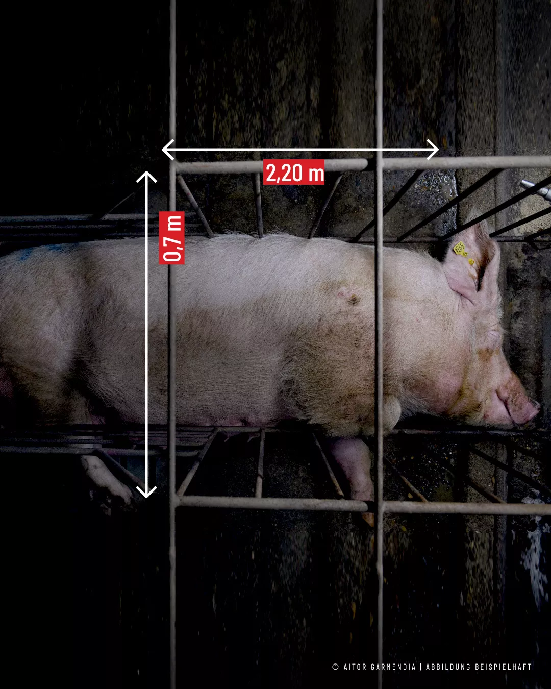 Schwein im Kastenstand