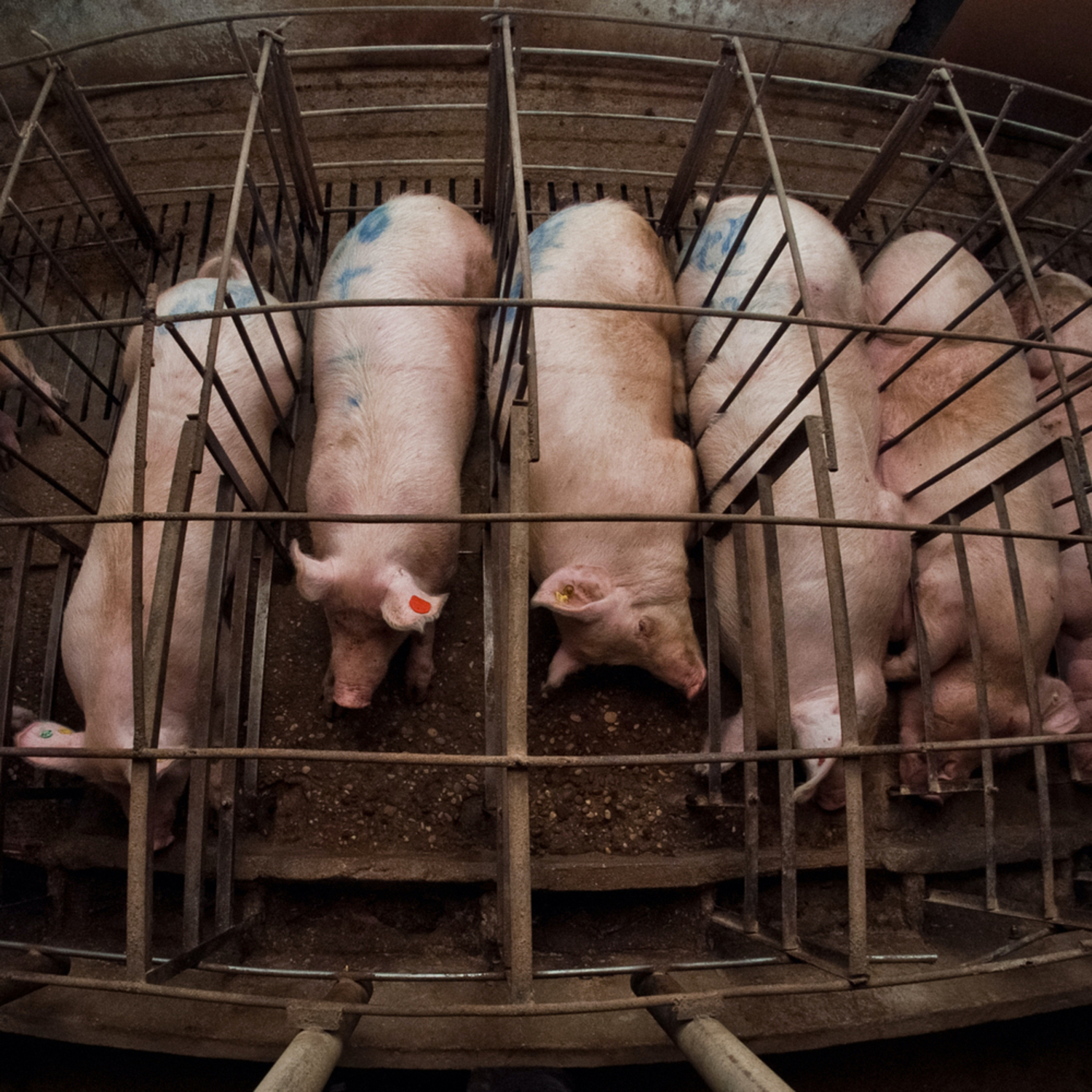 Schweine im Kastenstand