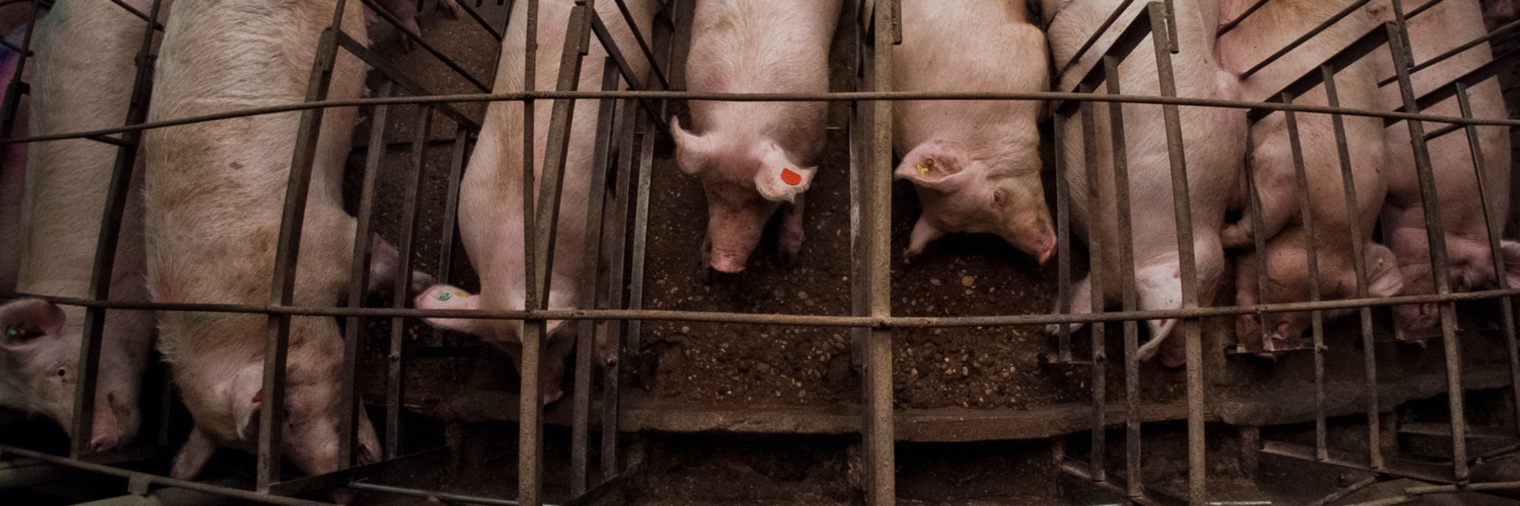 Schweine im Kastenstand