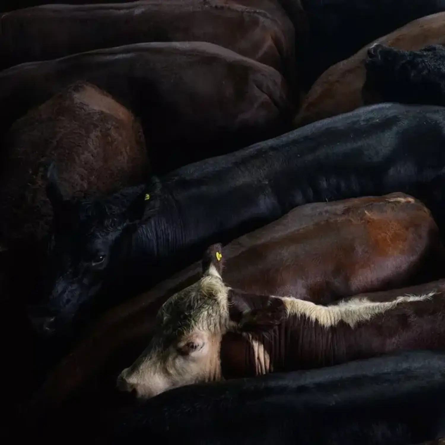 Rinder in einem argentinischen Schlachthof