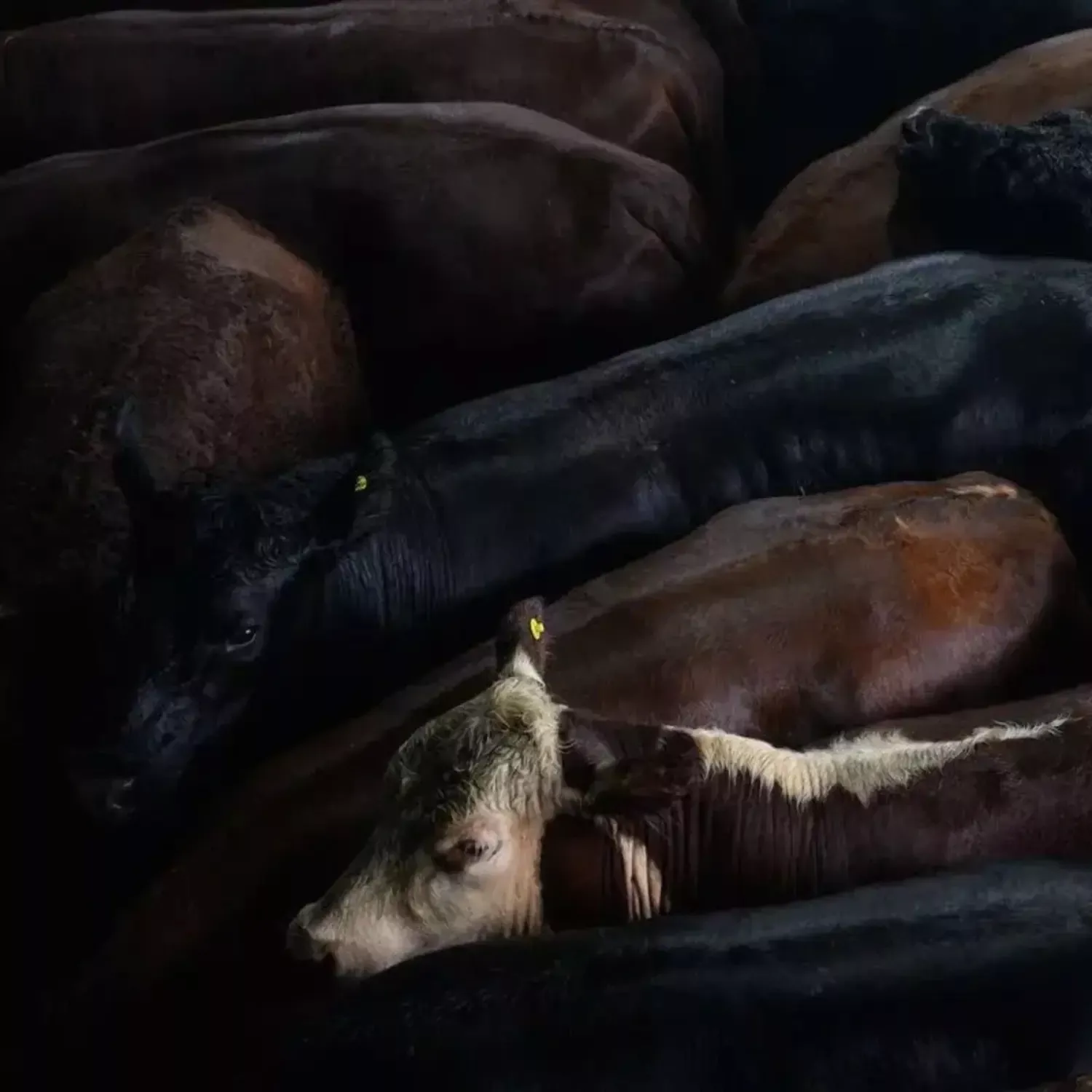 Erfolge 4 Rinder in einem argentinischen Schlachtbetrieb