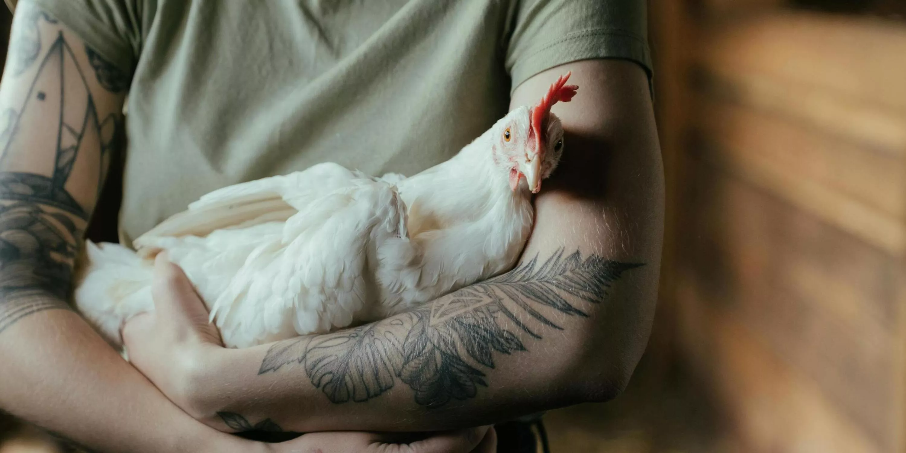 Alle Petitionen unterschreiben 11 Huhn in Arm eines Menschen