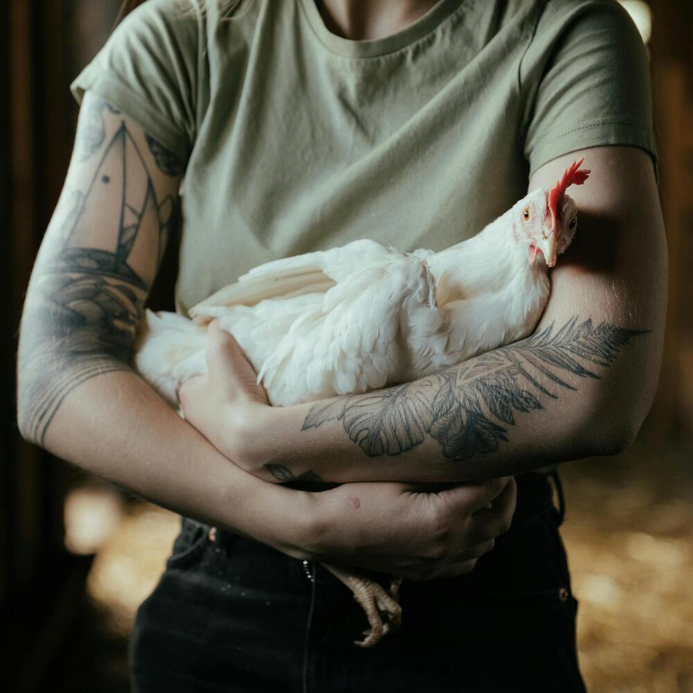 Huhn in Arm eines Menschen