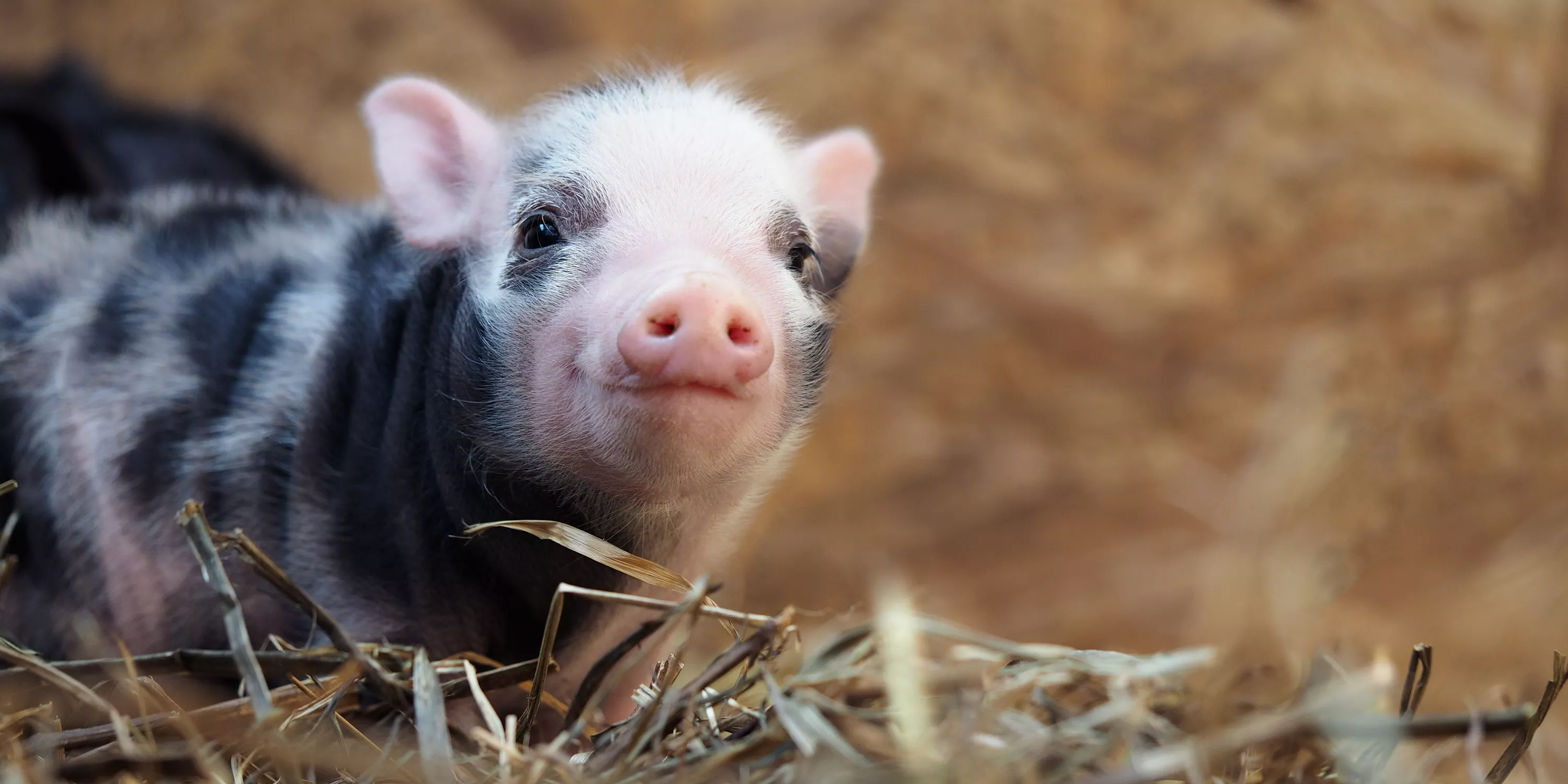 Ferkel im Stroh
