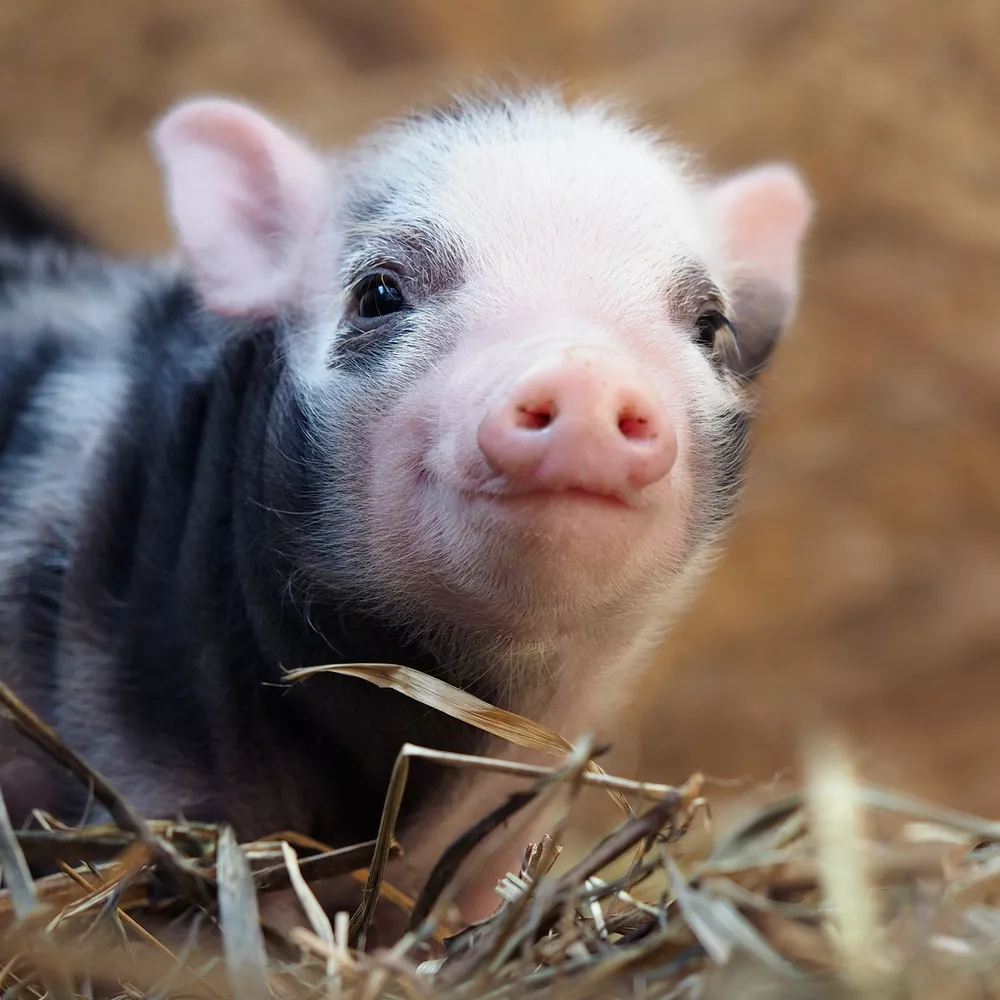 Ferkel im Stroh