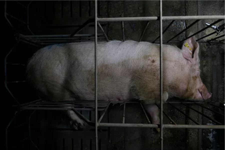 Die Europäische Kommission kehrt den Tieren den Rücken 5 Mutterschwein im Kastenstand