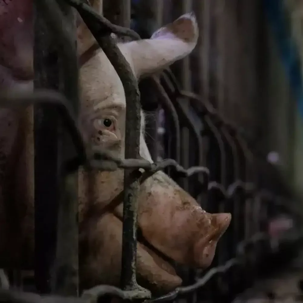 End The Cage Age Actions 2 Schwein im Kastenstand