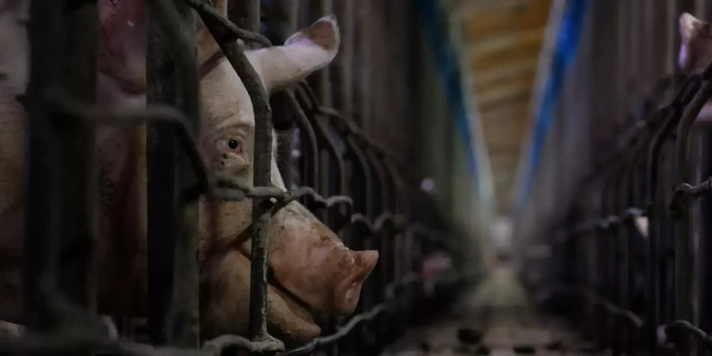 End The Cage Age Actions 1 Schwein im Kastenstand