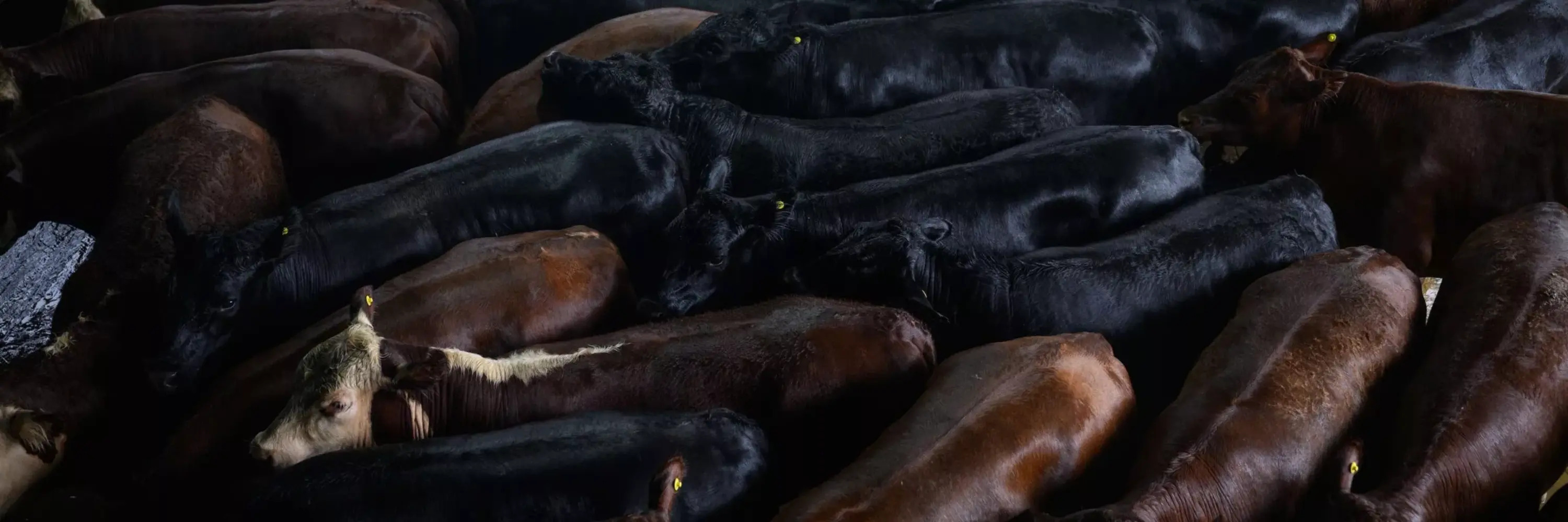 Rinder in einem argentinischen Schlachtbetrieb