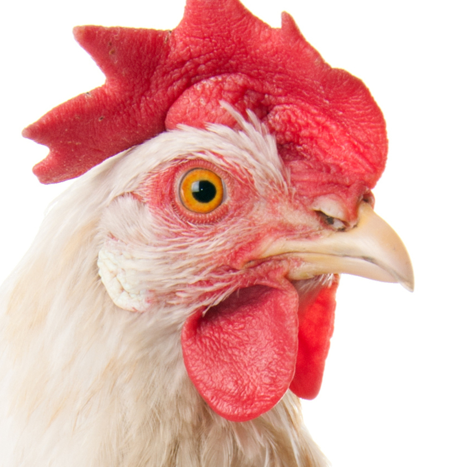 Huhn
