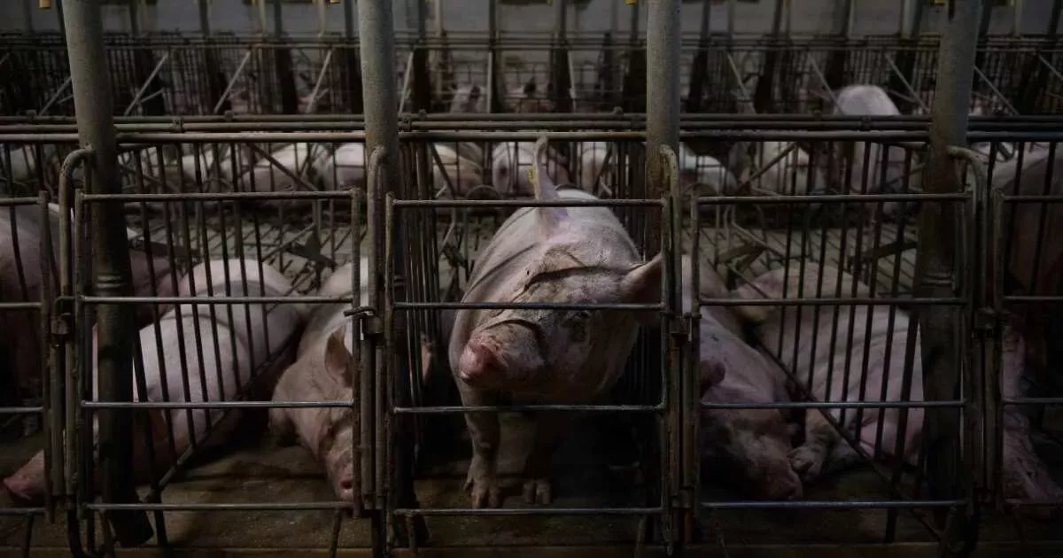 Mutterschweine in Kastenständen