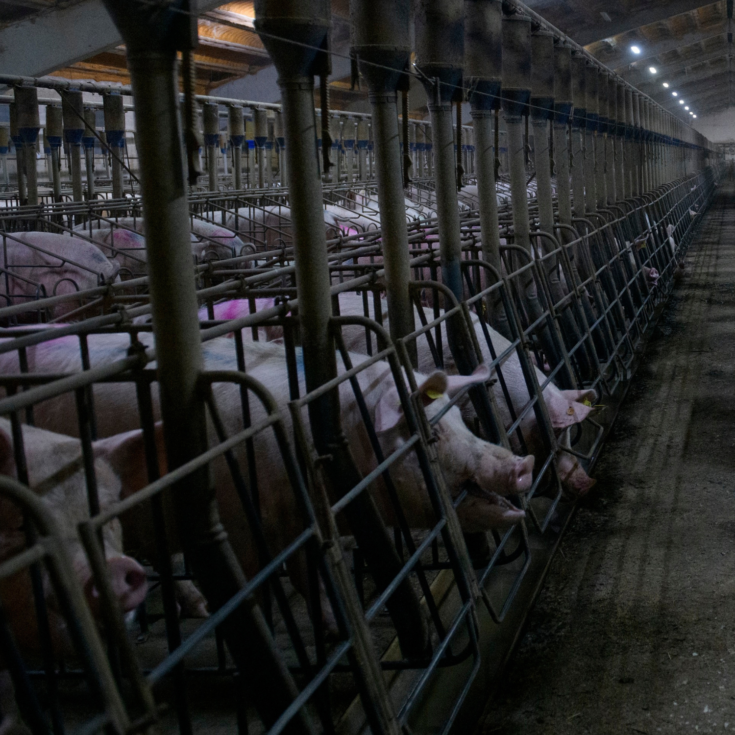 Schweine im Kastenstand Aitor Garmendia