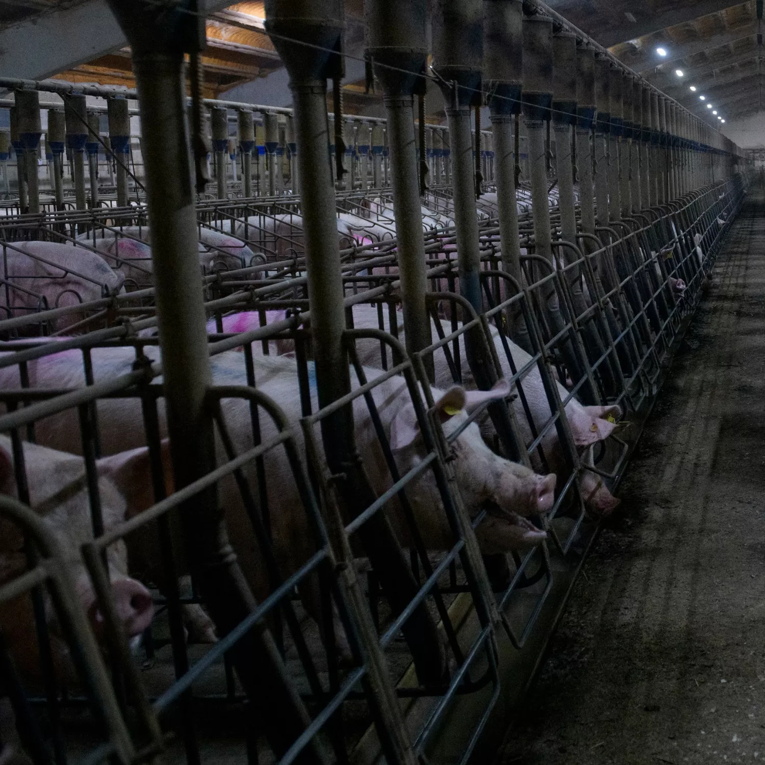 Die Europäische Kommission kehrt den Tieren den Rücken