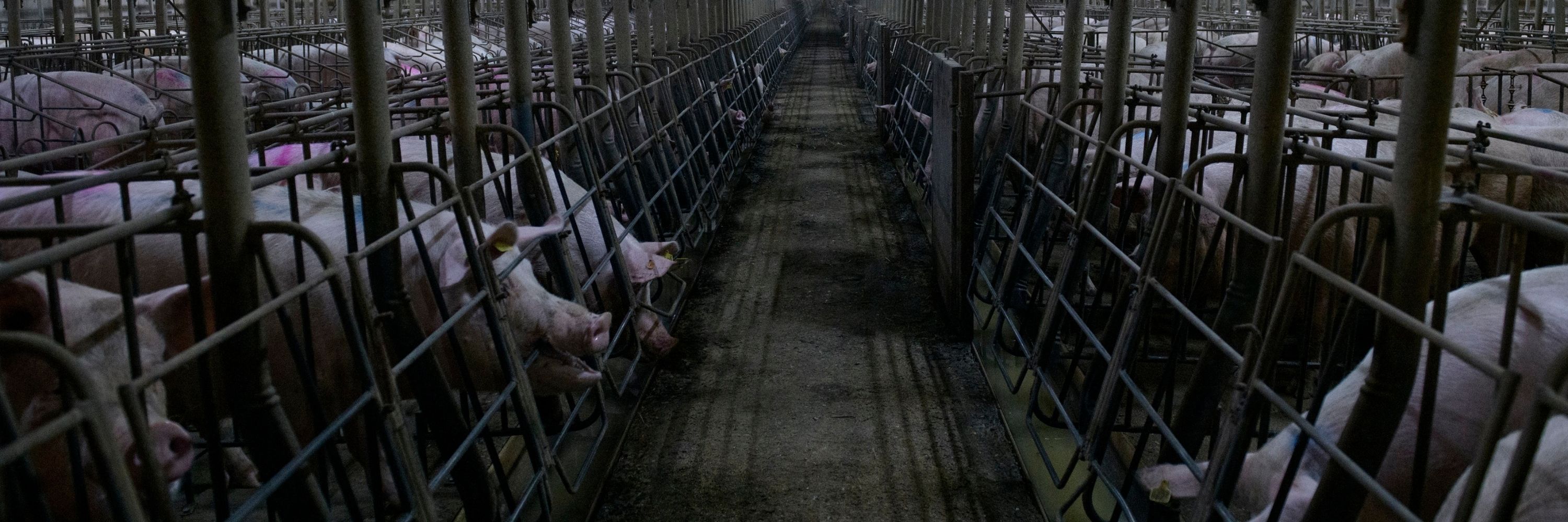 Schweine im Kastenstand Aitor Garmendia