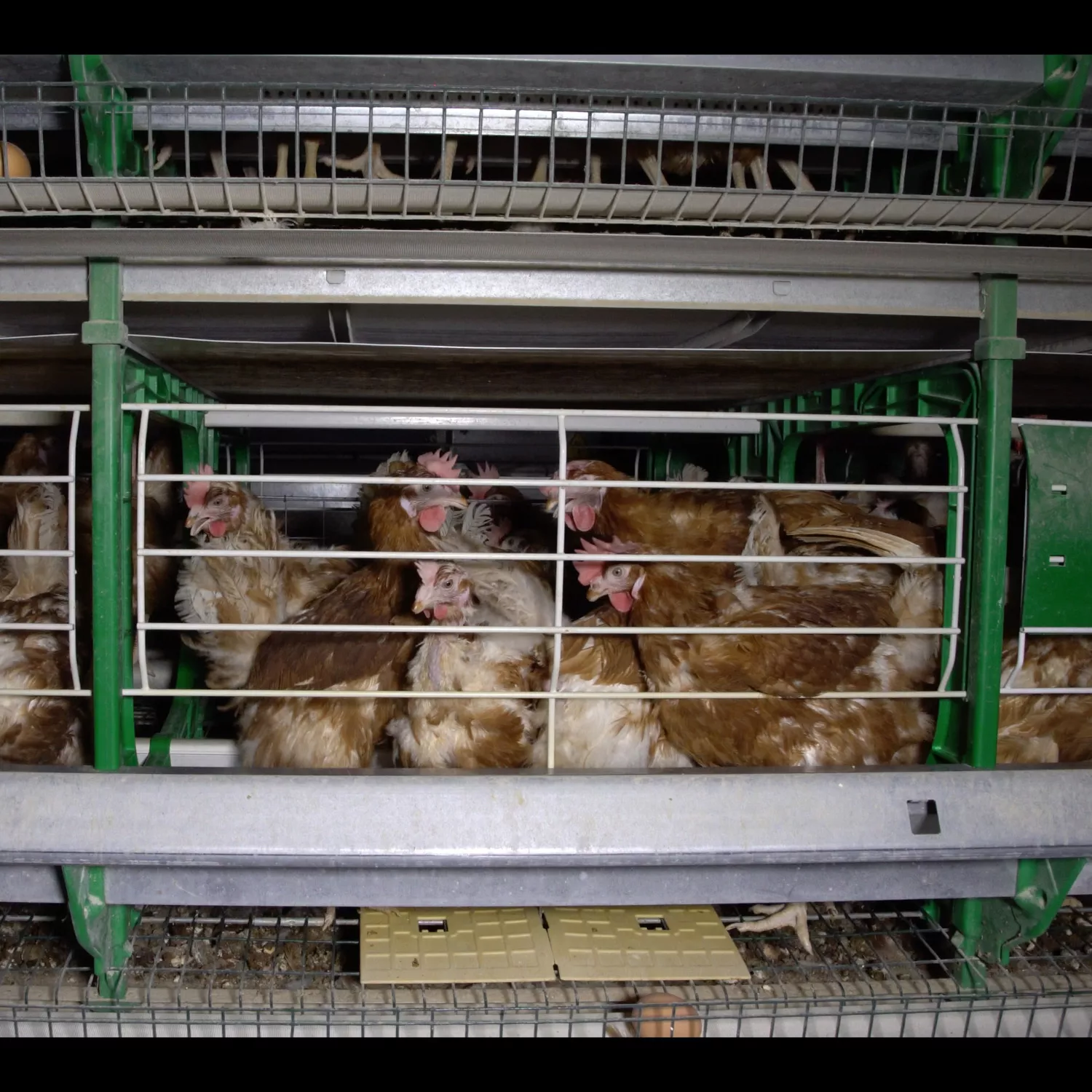 Pressebereich 7 Hühner in Käfighaltung