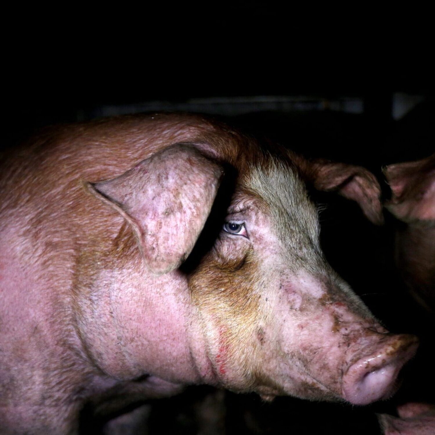 Schwein im Schlachthof