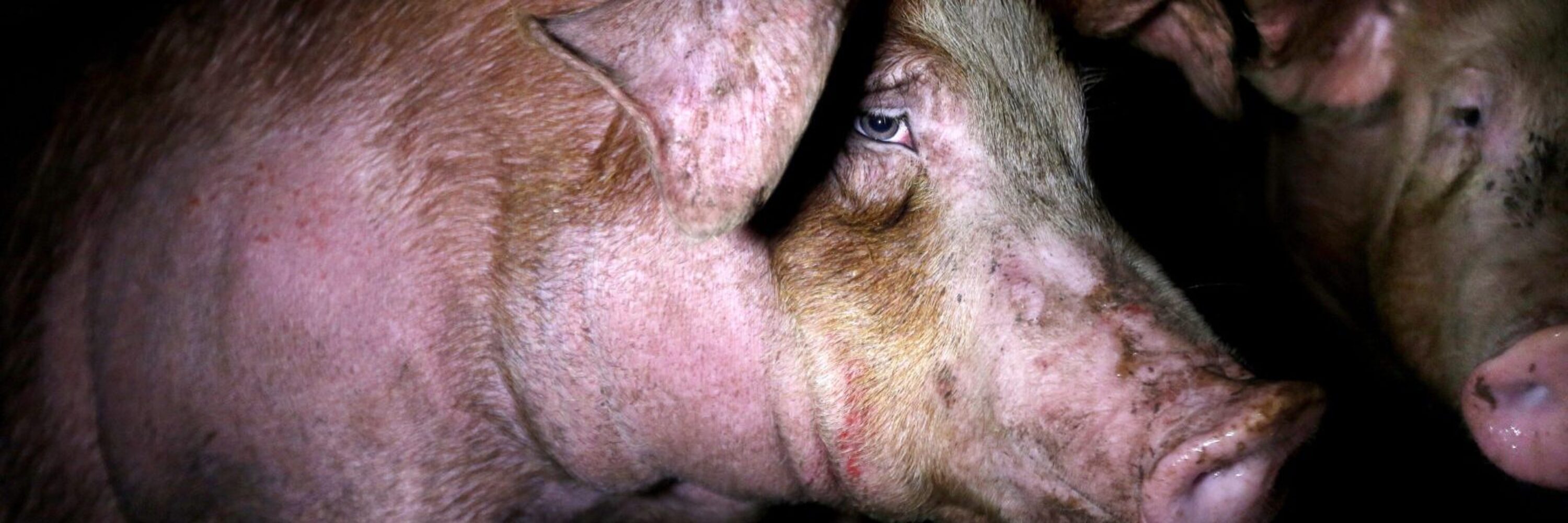 Schwein im Schlachthof