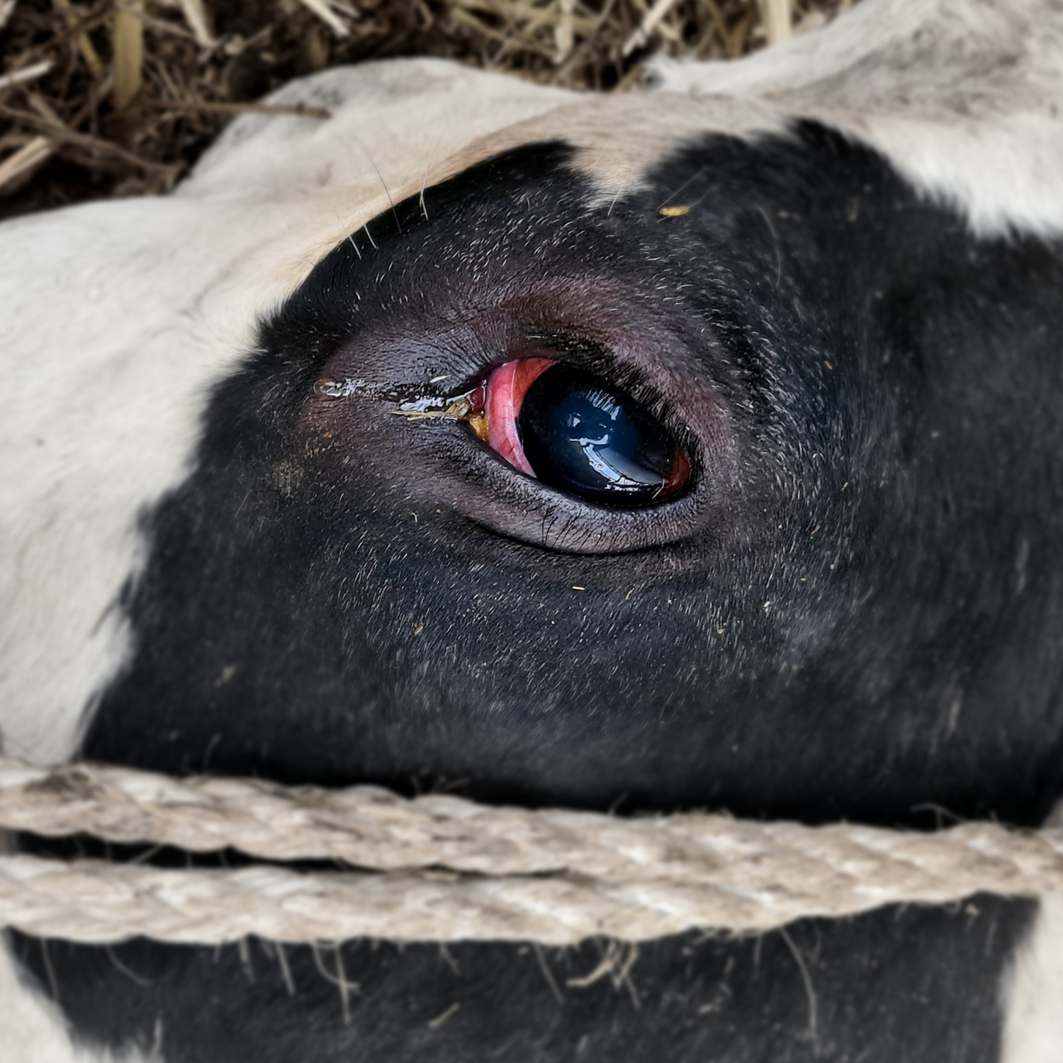 Rind in Milchindustrie