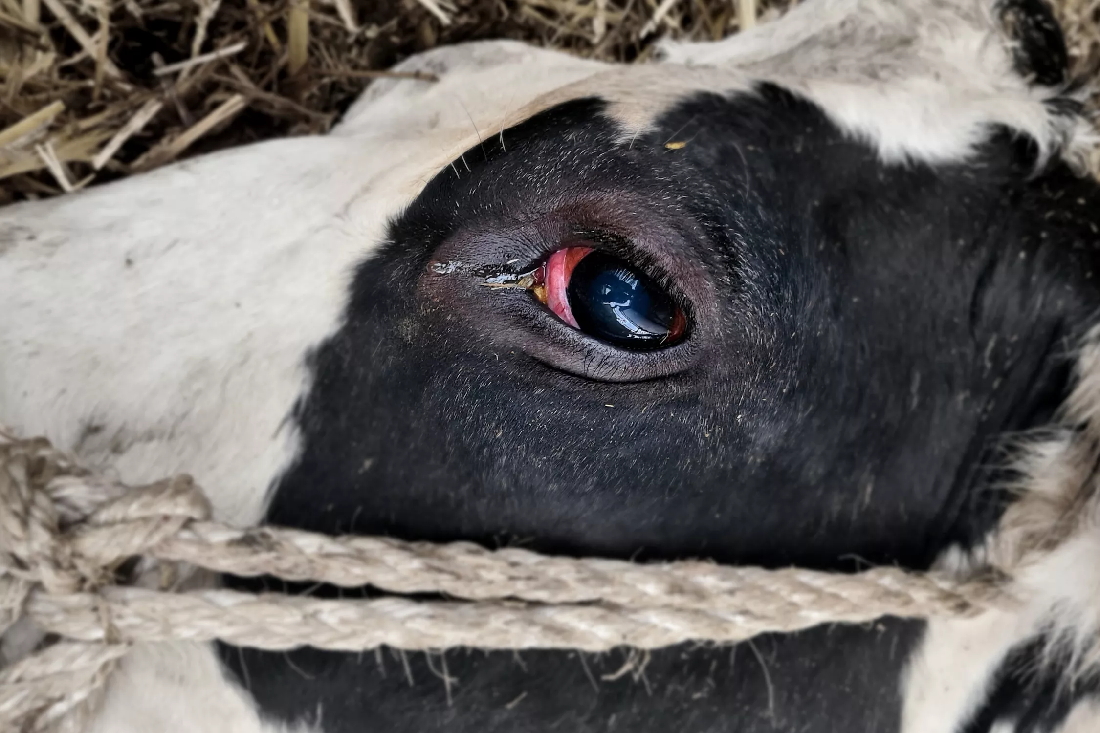 Rind in Milchindustrie